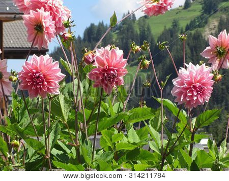 Berliner Kleene Dahlia Plant With Pink Flowers At Summer