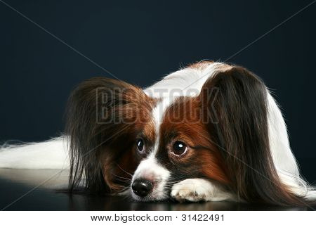 Papillon race hund på en mørk baggrund
