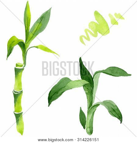 Bamboo Green Leaves. Watercolor Background Illustration Set. Isolated Bamboo Illustration Element.