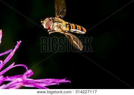 Marmalade Hoverfly