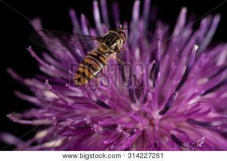 Marmalade Hoverfly