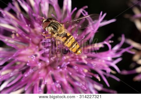 Marmalade Hoverfly