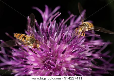 Marmalade Hoverfly