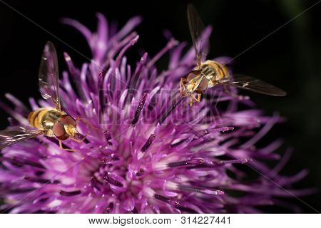 Marmalade Hoverfly