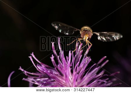 Marmalade Hoverfly