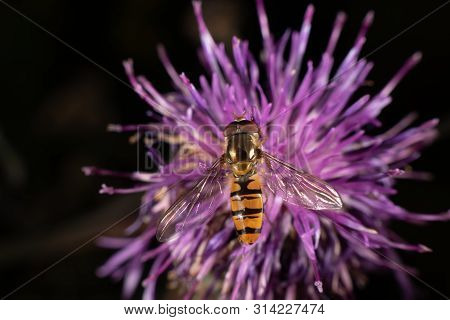 Marmalade Hoverfly