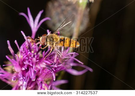 Marmalade Hoverfly On A Purple Flower In Summer
