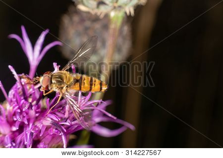 Marmalade Hoverfly