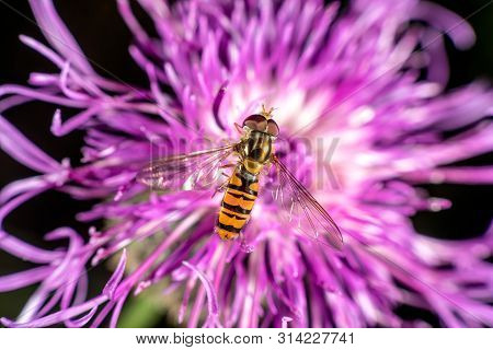 Hoverfly On A Purple Flower In Late Summer