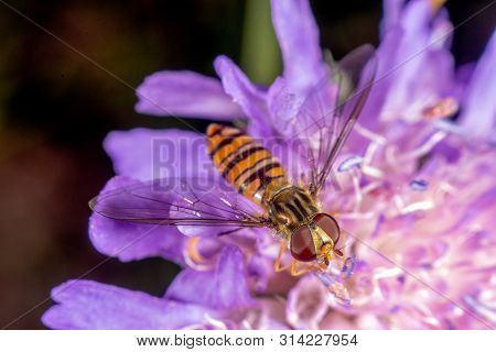 Marmalade Hoverfly