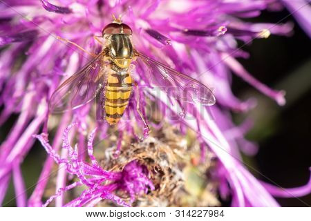 Hoverfly On A Purple Flower In Late Summer