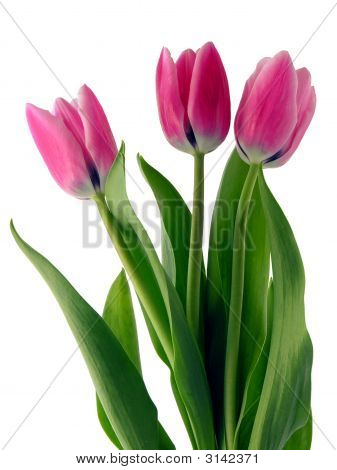 Tulpen