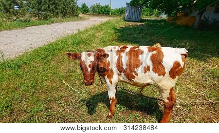 Beautiful Young Calf Grazes On An Old Ranch