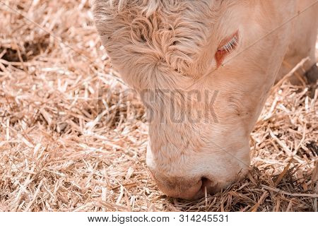 Blonde D'aquitaine Cattle On Dairy Farm