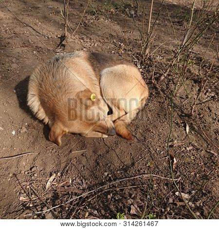 Cute Beautiful Dog Resting On The Street. Perhaps The Animal Is Waiting For The Owner.