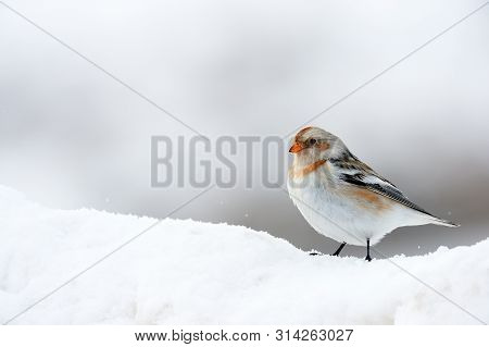 Snow Bunting (plectrophenax Nivalis), A Little Bird Photographed In Winter Looking For Food In The S