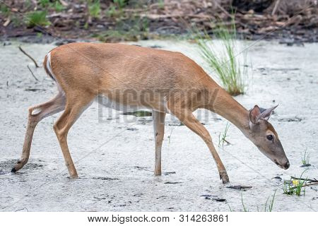 White Tail Deer Wandering Around Thick Forest Near Water