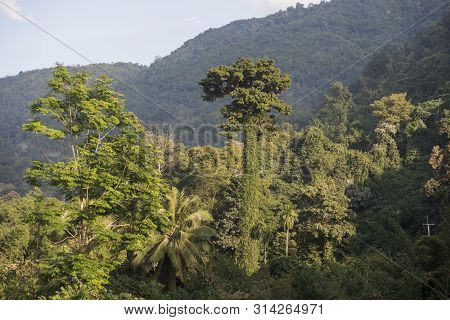 Thailand Phrae Rain Forest Teak Tree