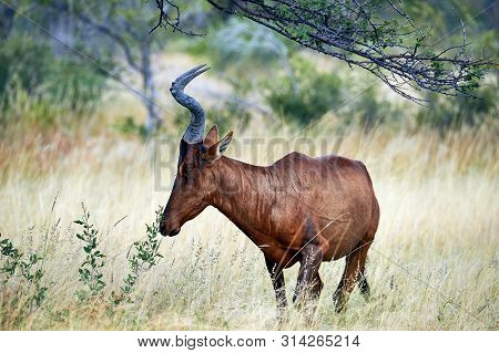 Beautiful Hartebeest (alcelaphus Buselaphus Caama) A Big And Fast Antelope Photographed In Etosha Na