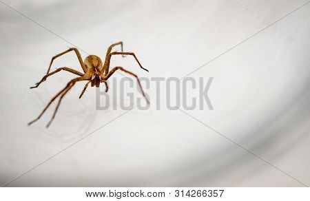 Giant House Spider (eratigena Atrica) Frontal View Of An Arachnid With Long Hairy Legs Isolated On W