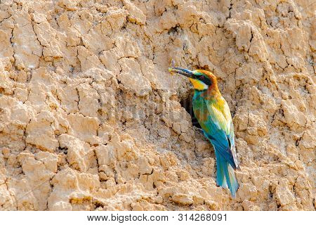 European Bee-eater Or Merops Apiaster On Ground Near Hole Nest.