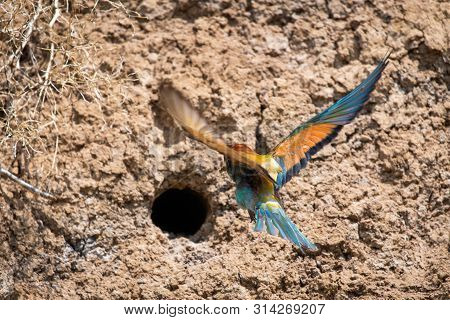 European Bee-eater Or Merops Apiaster On Ground Near Hole Nest.