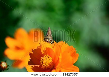 Hesperiidae a Cosmos Sulphureus.