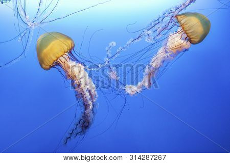 Orange Jellyfish (chrysaora Fuscescens Or Pacific Sea Nettle) In Blue Ocean Water