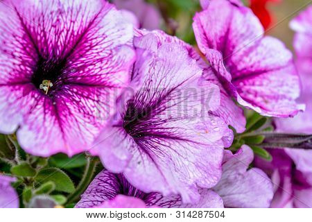Flower Bed In Summer Garden With White-purple Petunia, Close Up View. Petunia Flowers Bloom, Petunia
