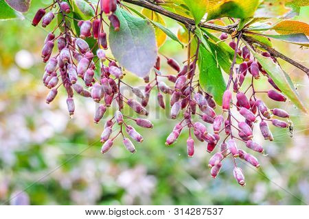 Ripe Red Berries Of Barberry On Branch Close-up. Fructiferous Shrub Of Barberry Or Berberis With Bun