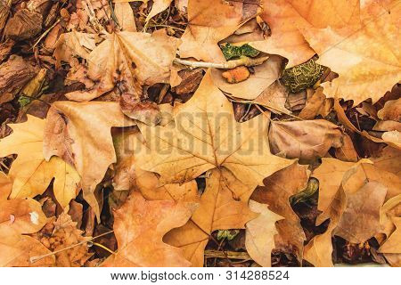 Brown Acer Pseudoplatanus Leaves Fallen On The Ground In Autumn To Use As Wallpaper