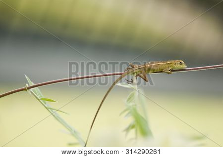Close-up Of Changeable Lizard (calotes Versicolor) On A Stem