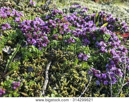 Arctic Thyme (thymus Praecox Articus) Growing On The Ground In Iceland