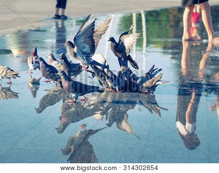 Flock Of Doves Washing In Dry Fountain, Close Up View. Children Bare Feet Near Flock. Reflection Of 