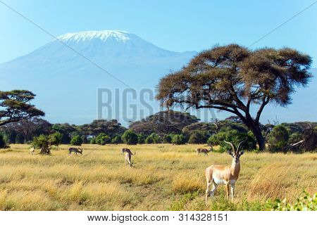 African antelope tsessebe in the savanna. The famous volcano Kilimanjaro with a snowy peak. Safari - tour to the Kenya Amboseli Reserve. The concept of exotic, ecological and phototourism