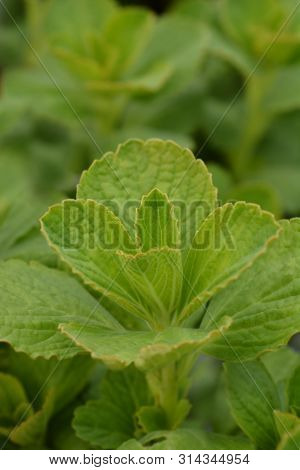 Scaredy Cat Plant Leaves - Latin Name - Plectranthus Caninus (coleus Caninus)