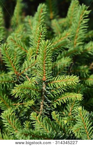 Dwarf Serbian Spruce Karel - Latin Name - Picea Omorika Karel