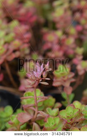 Two-row Stonecrop Pink Flower - Latin Name - Sedum Spurium