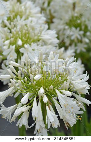 White African Lily Flower - Latin Name - Agapanthus Africanus Albus
