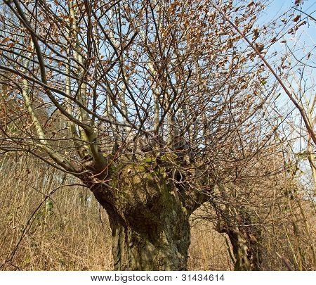 Weide in der Sonne
