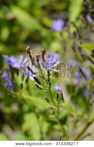 Alpine Blue Slow-thistle Flower - Latin Name - Lactuca Alpina (cicerbita Alpina)