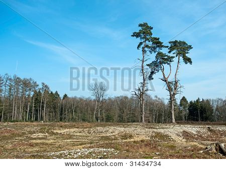 zwei Kiefern in einem Wald im FrÃ¼hjahr