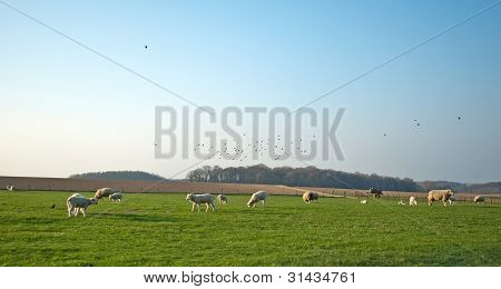 Schafe weiden im Frühjahr