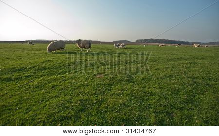 Schafe weiden im FrÃ¼hling