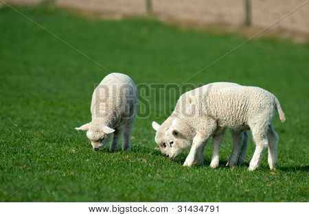 Lämmer Weiden im Frühjahr