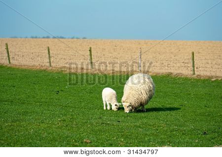 Schafe weiden im FrÃ¼hling