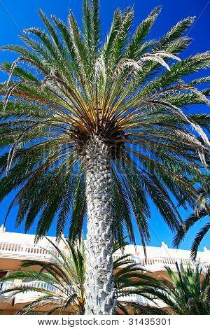 テネリフェ島のホテルの前に大きな手のひら