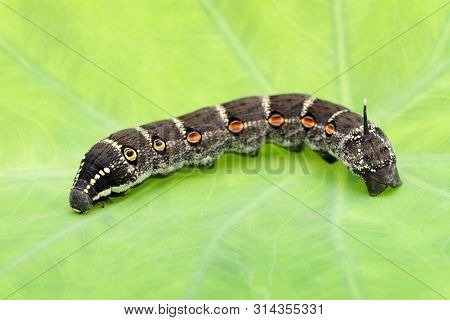 Studio Shot Of Big Black Caterpillar On A Leaf Background