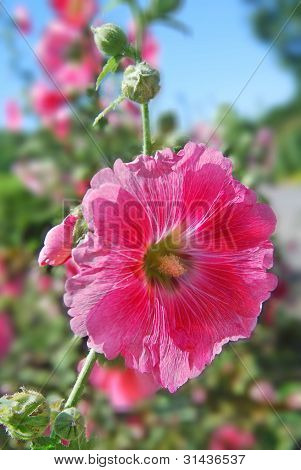 Rosa Hibiskus