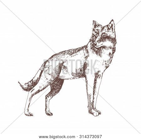 Wolf Hand Drawn With Contour Lines On White Background. Gorgeous Realistic Sketch Drawing Of Forest 